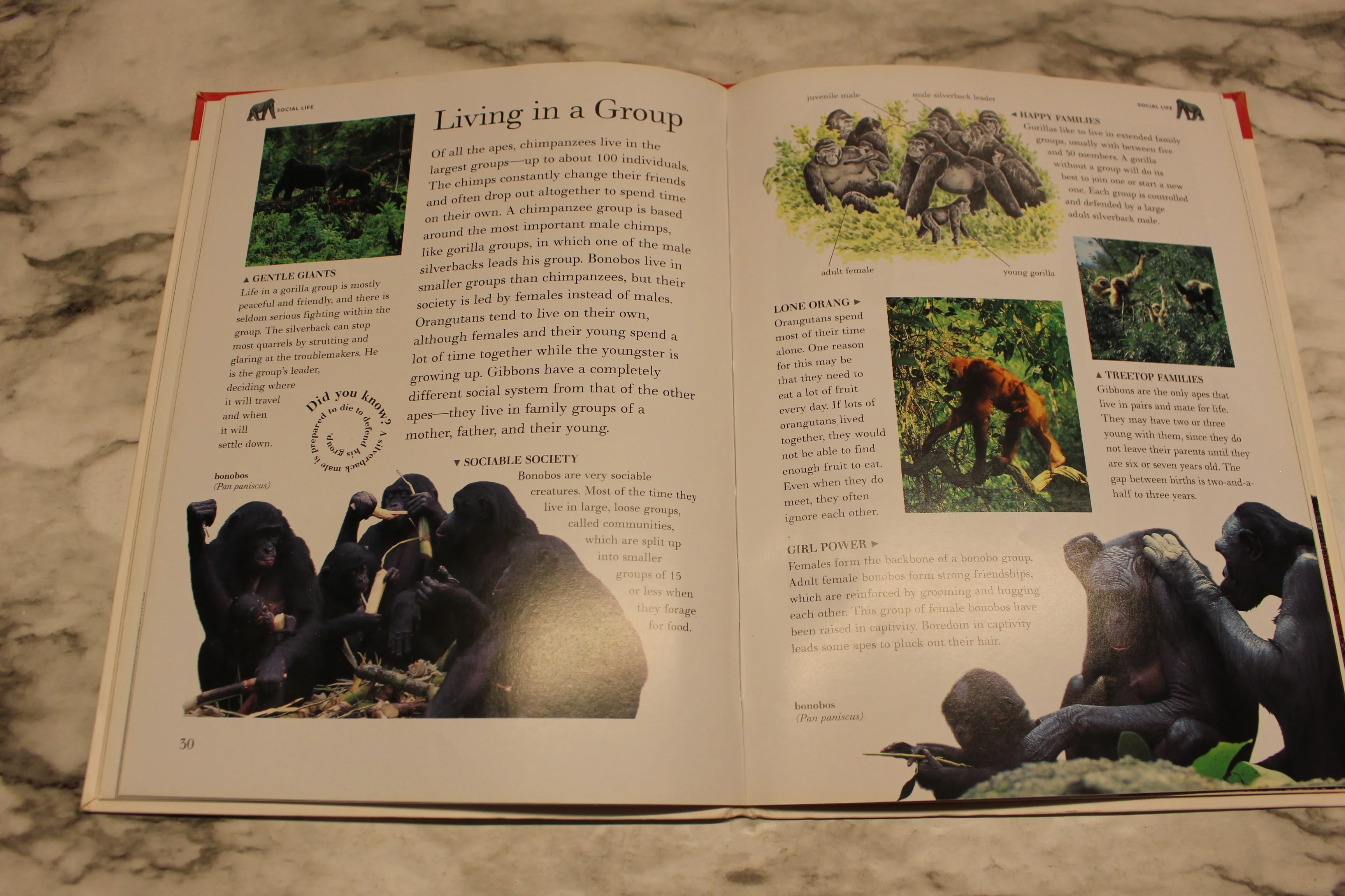 Great Apes - Nature Fact File - By Barbara Taylor - Used - Image 3