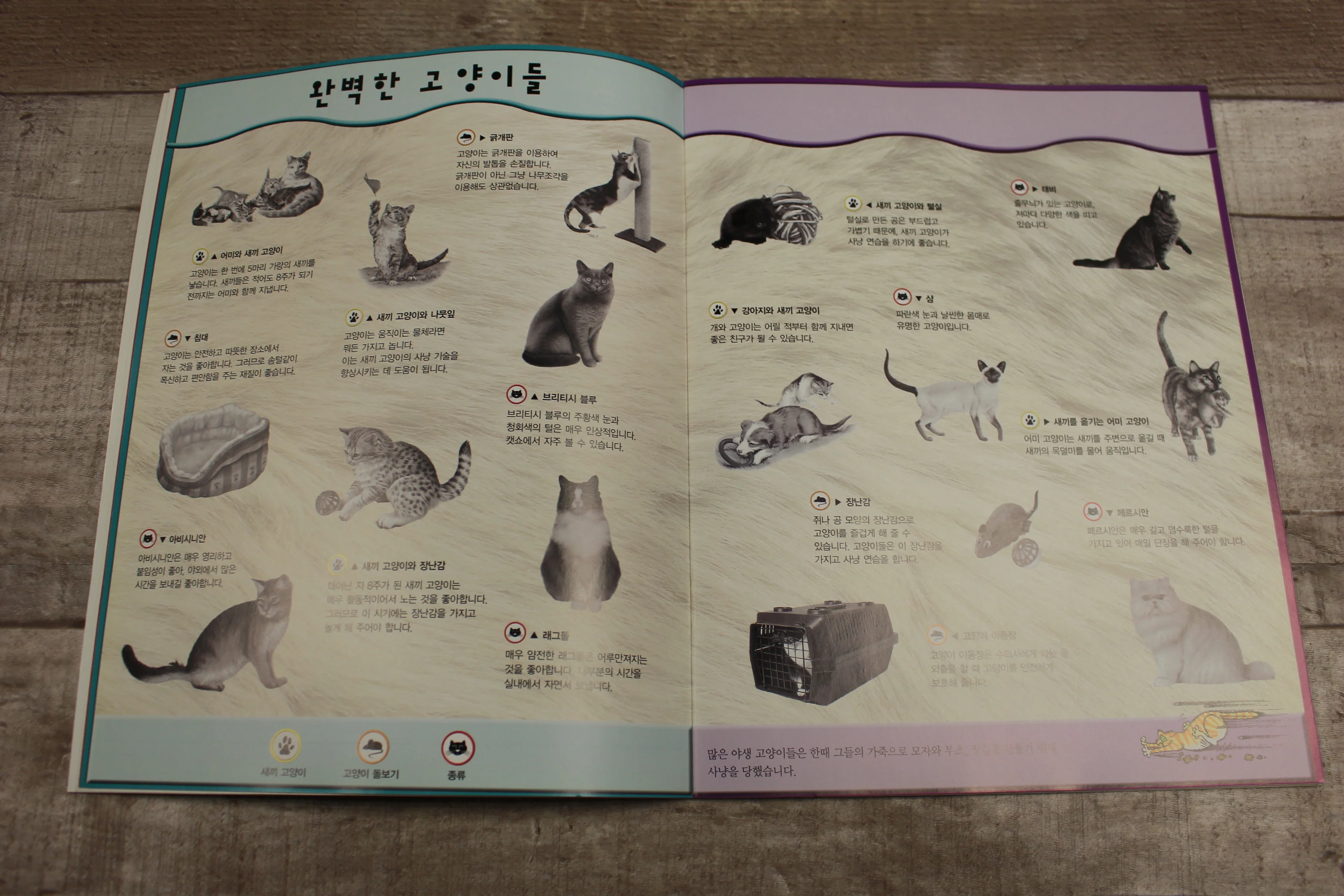 Little Large Softback Cats Book With Korean Translation -Used - Image 2